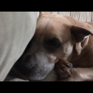 Meet your Posher, Dan